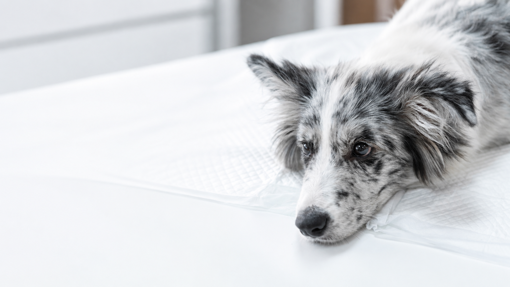 Perro fotografiado en una publicación de SolVet